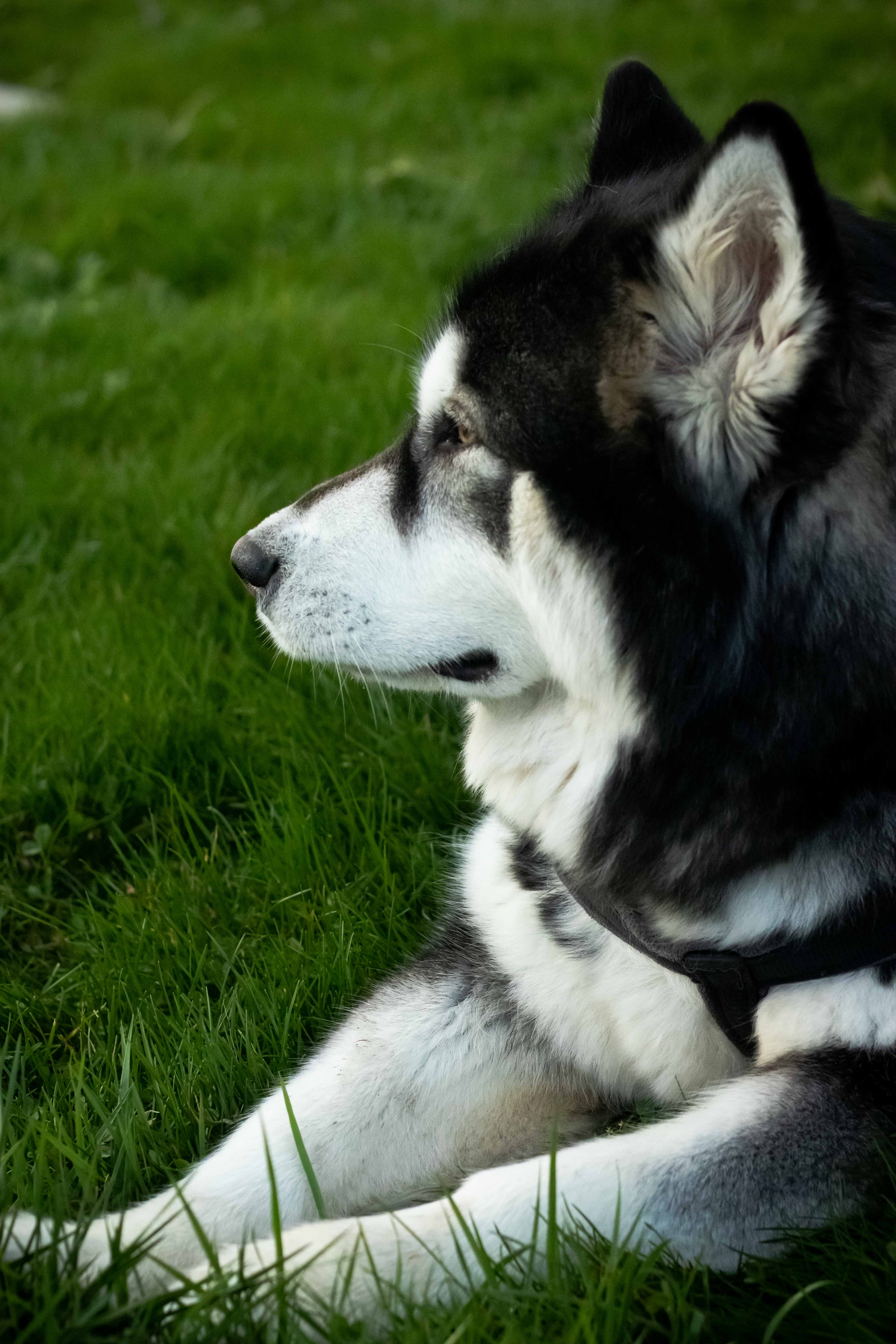 Photo d'un husky de coté avec le deux pattes posés vers l'avant et la tête tourné